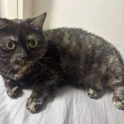 ヒメ日記 2025/10/04 12:09 投稿 りりちよ あるまぎ！