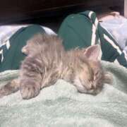 ヒメ日記 2026/03/31 12:01 投稿 りりちよ あるまぎ！