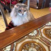 ヒメ日記 2026/04/05 12:01 投稿 りりちよ あるまぎ！