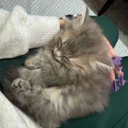 ヒメ日記 2026/04/17 12:50 投稿 りりちよ あるまぎ！