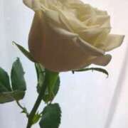 ヒメ日記 2025/03/31 15:18 投稿 めぐ あるまぎ！