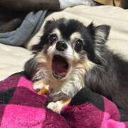 ヒメ日記 2025/01/27 14:58 投稿 めんま あるまぎ！