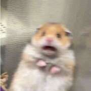 ヒメ日記 2025/05/22 15:36 投稿 めんま あるまぎ！