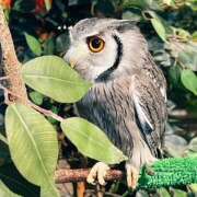 ヒメ日記 2025/02/11 16:19 投稿 こはく あるまぎ！