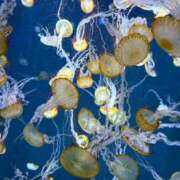 ヒメ日記 2025/05/11 15:49 投稿 涼森（すずもり） あなたの妻