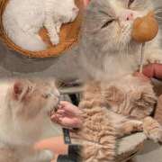 ヒメ日記 2025/03/24 23:09 投稿 ぱれお あるまぎ！