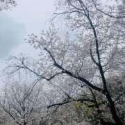 ヒメ日記 2025/04/04 11:10 投稿 ぽちゃっこ あるまぎ！