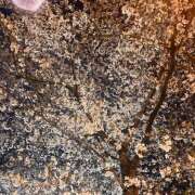 ヒメ日記 2026/04/03 11:49 投稿 ぽちゃっこ あるまぎ！