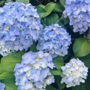 ぽちゃっこ 5/31🥺出勤！5/14💌 あるまぎ！