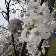 ヒメ日記 2025/04/04 16:45 投稿 ゆうり あるまぎ！