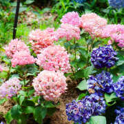 ヒメ日記 2025/06/23 11:40 投稿 ゆうり あるまぎ！