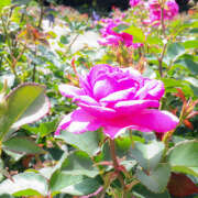 ヒメ日記 2025/06/24 11:49 投稿 ゆうり あるまぎ！