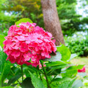 ヒメ日記 2025/06/26 11:43 投稿 ゆうり あるまぎ！