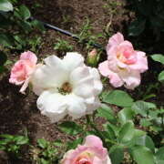 ヒメ日記 2025/07/08 11:59 投稿 ゆうり あるまぎ！