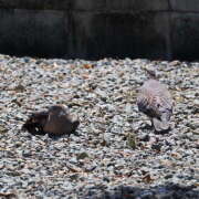 ヒメ日記 2025/09/05 12:53 投稿 ゆうり あるまぎ！