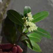 ヒメ日記 2025/07/21 12:01 投稿 こはる 熟女の風俗最終章 相模原店