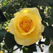 美香 こんばんわ 出会い系人妻ネットワーク 新宿〜池袋編