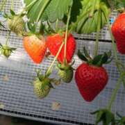 ヒメ日記 2026/03/29 18:53 投稿 美香 出会い系人妻ネットワーク 新宿〜池袋編