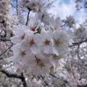 ヒメ日記 2026/04/09 13:05 投稿 白雪 アリス【秘書クラス】 PHOENIX(フェニックス)鳥栖店