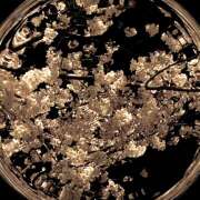 ヒメ日記 2025/04/07 16:09 投稿 橘まりあ 人妻家 古河・小山店