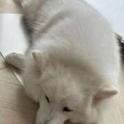 ヒメ日記 2026/02/03 18:27 投稿 生田　もえ ソープランド蜜 人妻・美熟女専門店