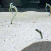 ヒメ日記 2025/09/29 22:09 投稿 てんし しろうとCollection