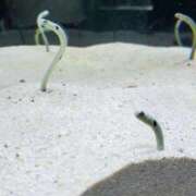 ヒメ日記 2025/09/29 22:17 投稿 てんし しろうとCollection