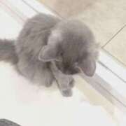 ヒメ日記 2026/02/22 21:07 投稿 てんし しろうとCollection