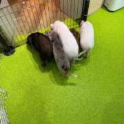 ヒメ日記 2025/05/05 16:20 投稿 あやか【超次元Hカップエロ姉様】 Beppin house