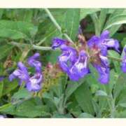 ヒメ日記 2025/05/07 15:10 投稿 あやか【超次元Hカップエロ姉様】 Beppin house