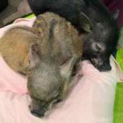 ヒメ日記 2025/12/16 15:07 投稿 あやか【超次元Hカップエロ姉様】 Beppin house