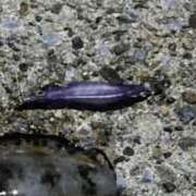 ヒメ日記 2025/03/16 21:27 投稿 五十嵐まり 性感回春アロマSPA金沢店