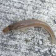 ヒメ日記 2026/01/23 18:03 投稿 ひな☆欲を掻き立てるロリ小柄美少 Ribbon 1st