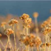 ヒメ日記 2024/12/30 13:48 投稿 美咲　エルザ エンジェルコースト