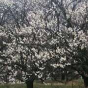 ヒメ日記 2025/03/06 10:33 投稿 美咲　エルザ エンジェルコースト