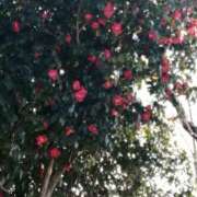 ヒメ日記 2025/03/09 12:13 投稿 美咲　エルザ エンジェルコースト