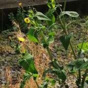 ヒメ日記 2025/04/11 11:15 投稿 美咲　エルザ エンジェルコースト