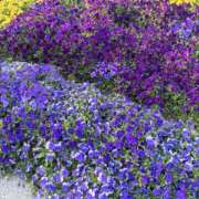 ヒメ日記 2025/04/19 20:44 投稿 美咲　エルザ エンジェルコースト