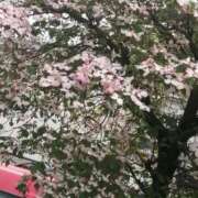 ヒメ日記 2025/04/26 14:37 投稿 美咲　エルザ エンジェルコースト