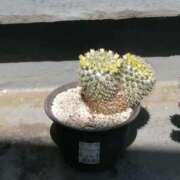 ヒメ日記 2025/04/27 14:08 投稿 美咲　エルザ エンジェルコースト