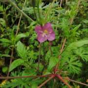 ヒメ日記 2025/05/13 08:23 投稿 美咲　エルザ エンジェルコースト