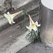 ヒメ日記 2025/11/15 12:38 投稿 美咲　エルザ エンジェルコースト