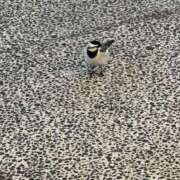 ヒメ日記 2026/01/28 17:07 投稿 美咲　エルザ エンジェルコースト