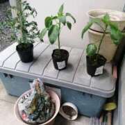 ヒメ日記 2026/04/22 11:10 投稿 美咲　エルザ エンジェルコースト