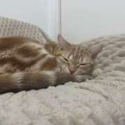 ヒメ日記 2024/12/11 18:19 投稿 なう 素人系イメージSOAP彼女感大宮館