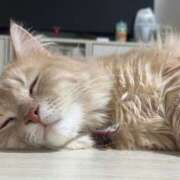 ヒメ日記 2025/02/08 23:56 投稿 なう 素人系イメージSOAP彼女感大宮館