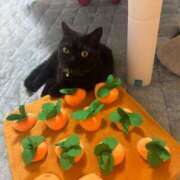 ヒメ日記 2025/04/24 14:28 投稿 なう 素人系イメージSOAP彼女感大宮館