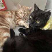 ヒメ日記 2025/04/26 02:32 投稿 なう 素人系イメージSOAP彼女感大宮館