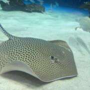 ヒメ日記 2025/06/04 14:30 投稿 なう 素人系イメージSOAP彼女感大宮館