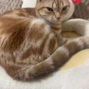 ヒメ日記 2025/07/06 04:28 投稿 なう 素人系イメージSOAP彼女感大宮館